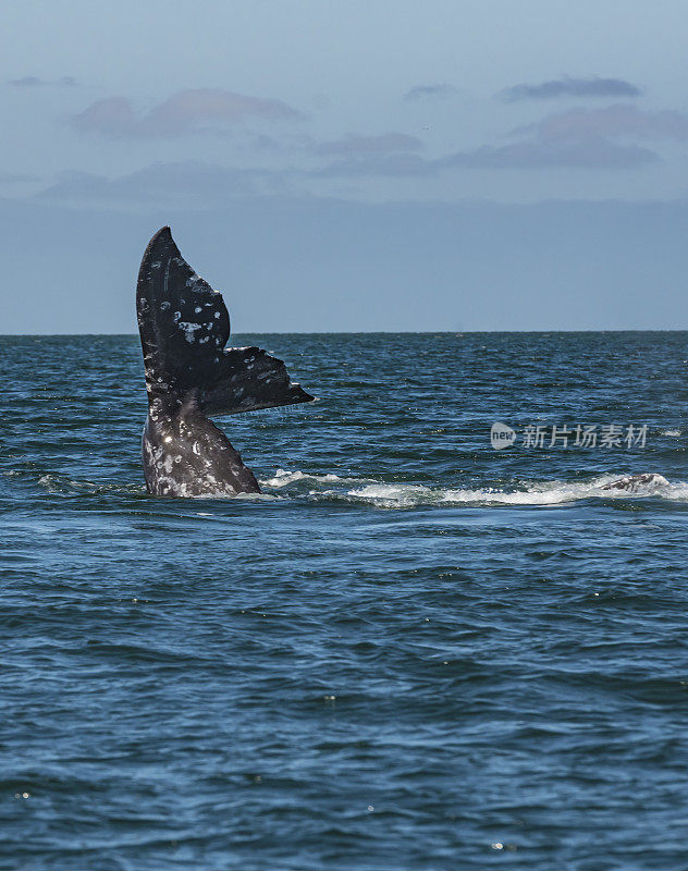 一只灰鲸的侥幸，Eschrichtius robustus，在拉古纳Ojo de Liebre，下加利福尼亚南部，墨西哥。游泳。